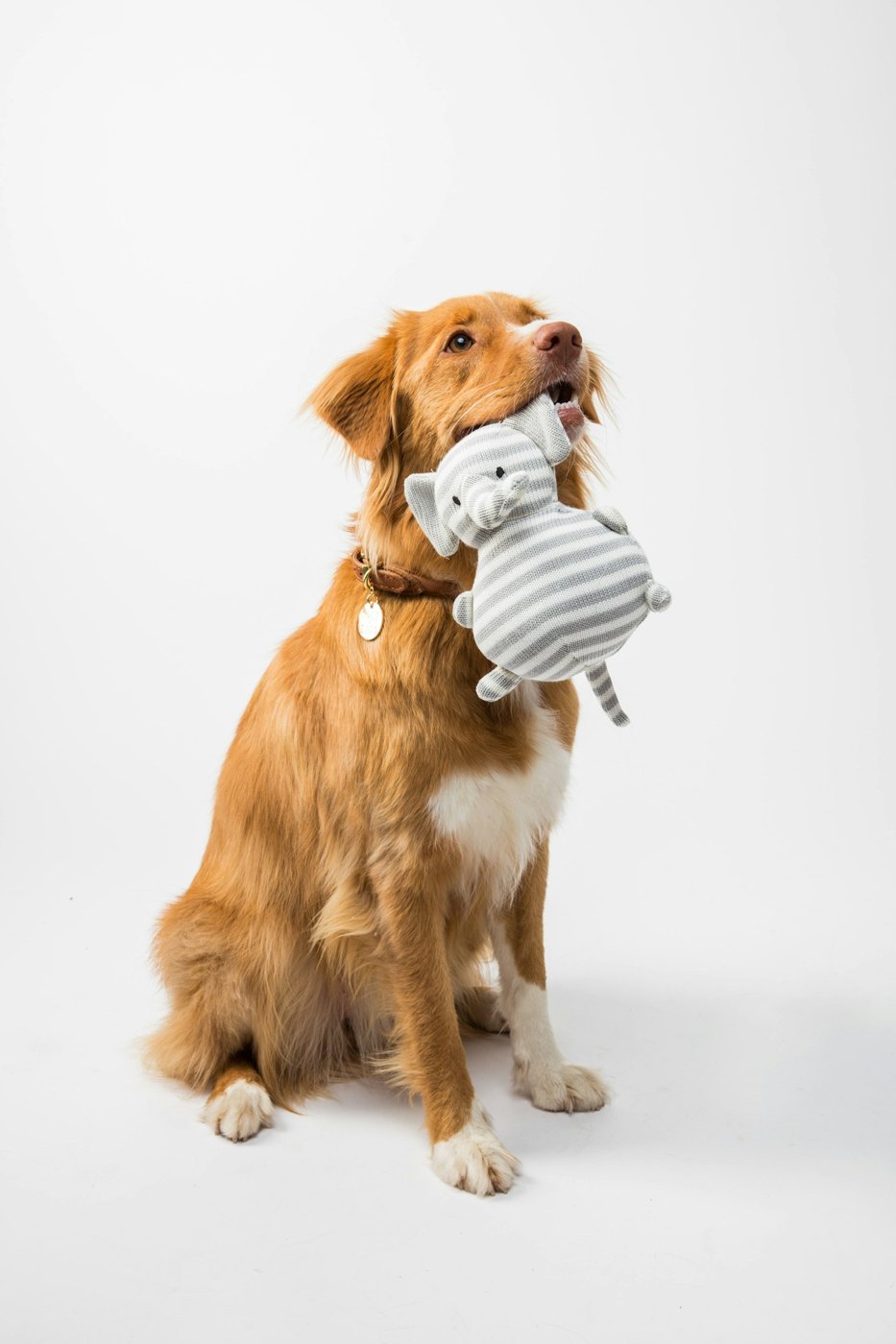 Plush elephant dog toy