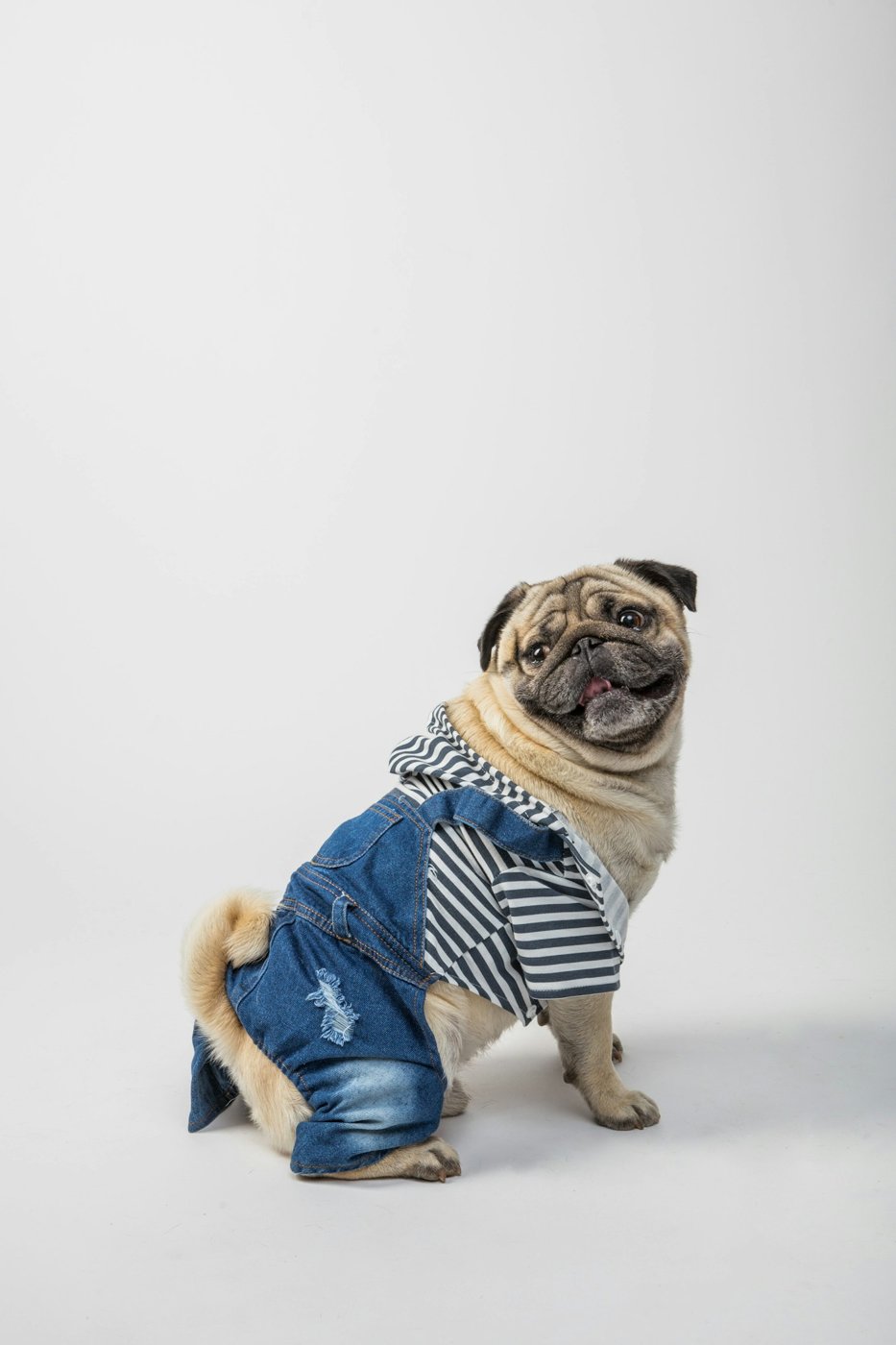 Dog outfit and bandana