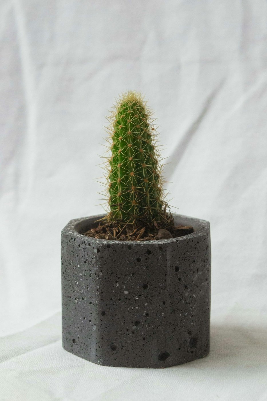 Concrete cactus planter
