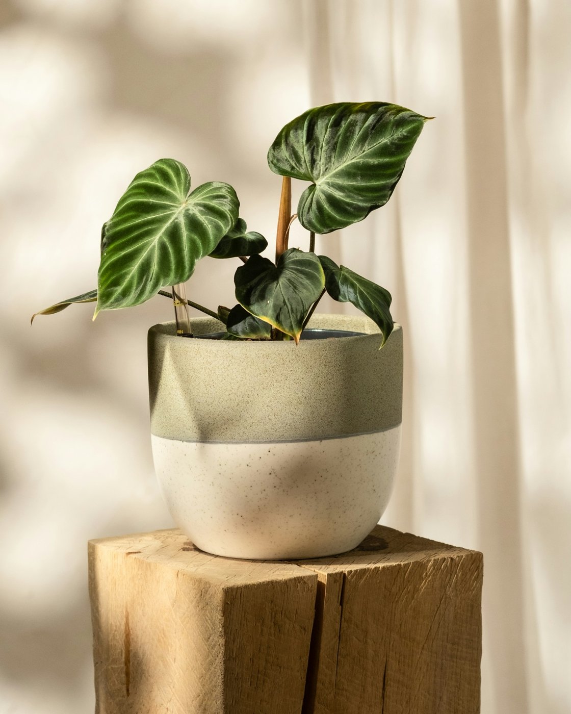Related find: Plant in a ceramic pot